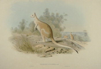 John Gould Macropodidae